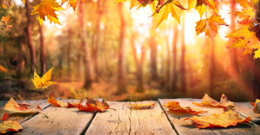 THE AUTUMN SEASON
