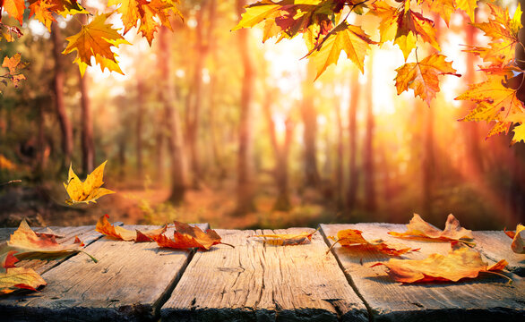 THE AUTUMN SEASON