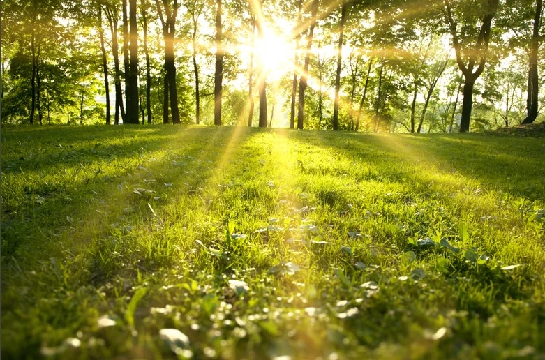 THE DEWY SEASON