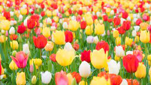 essay on flowers